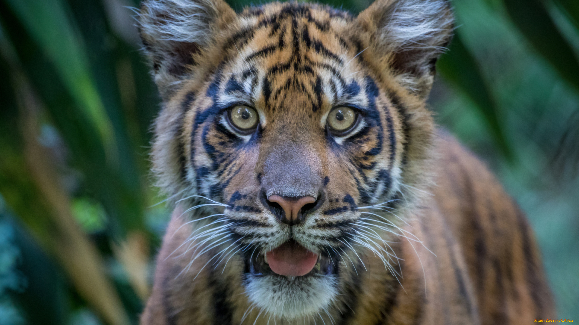 животные, тигры, морда, тигр, взгляд, тигрёнок