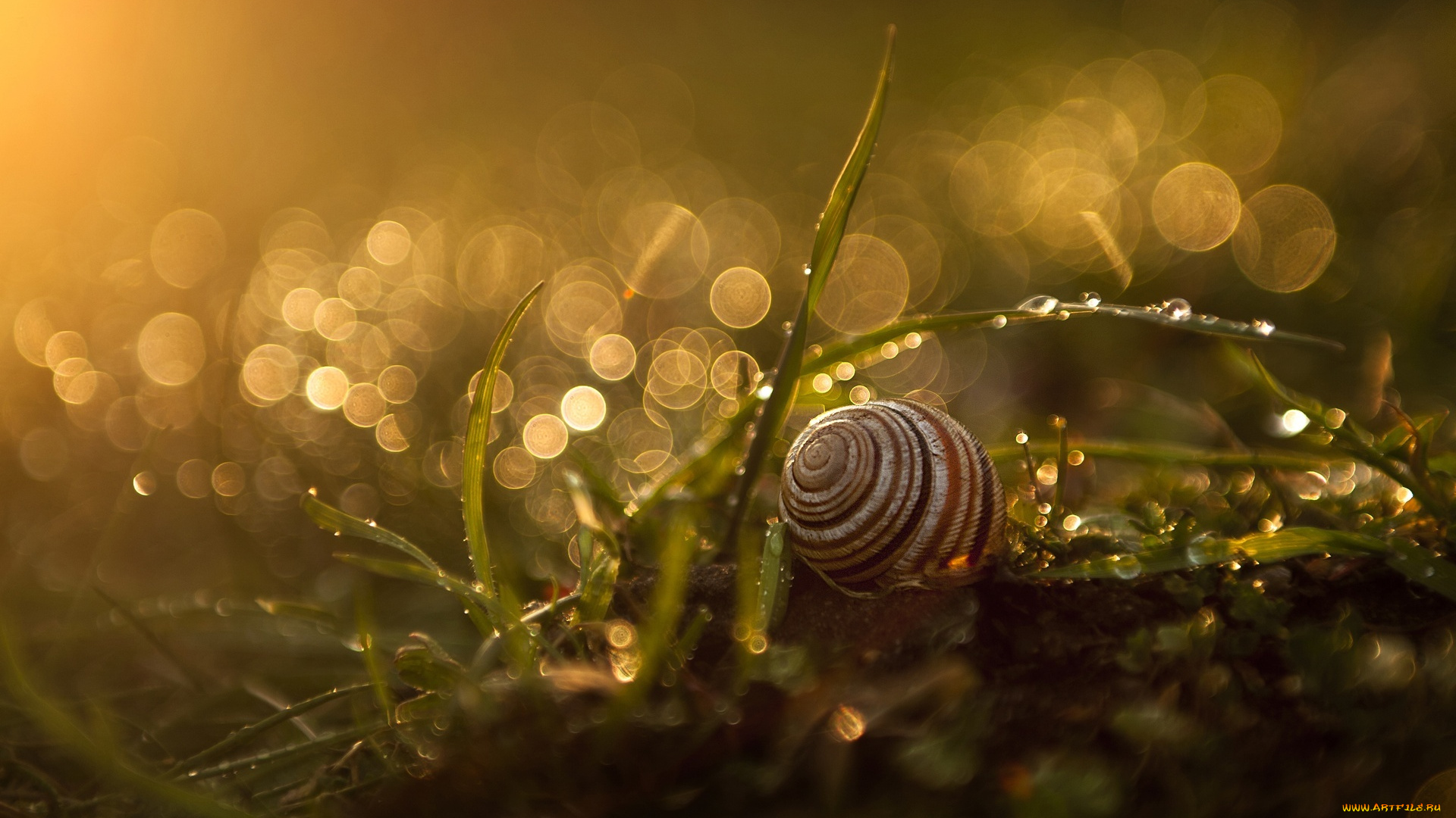 животные, улитки, раковина, улитка, блики, трава