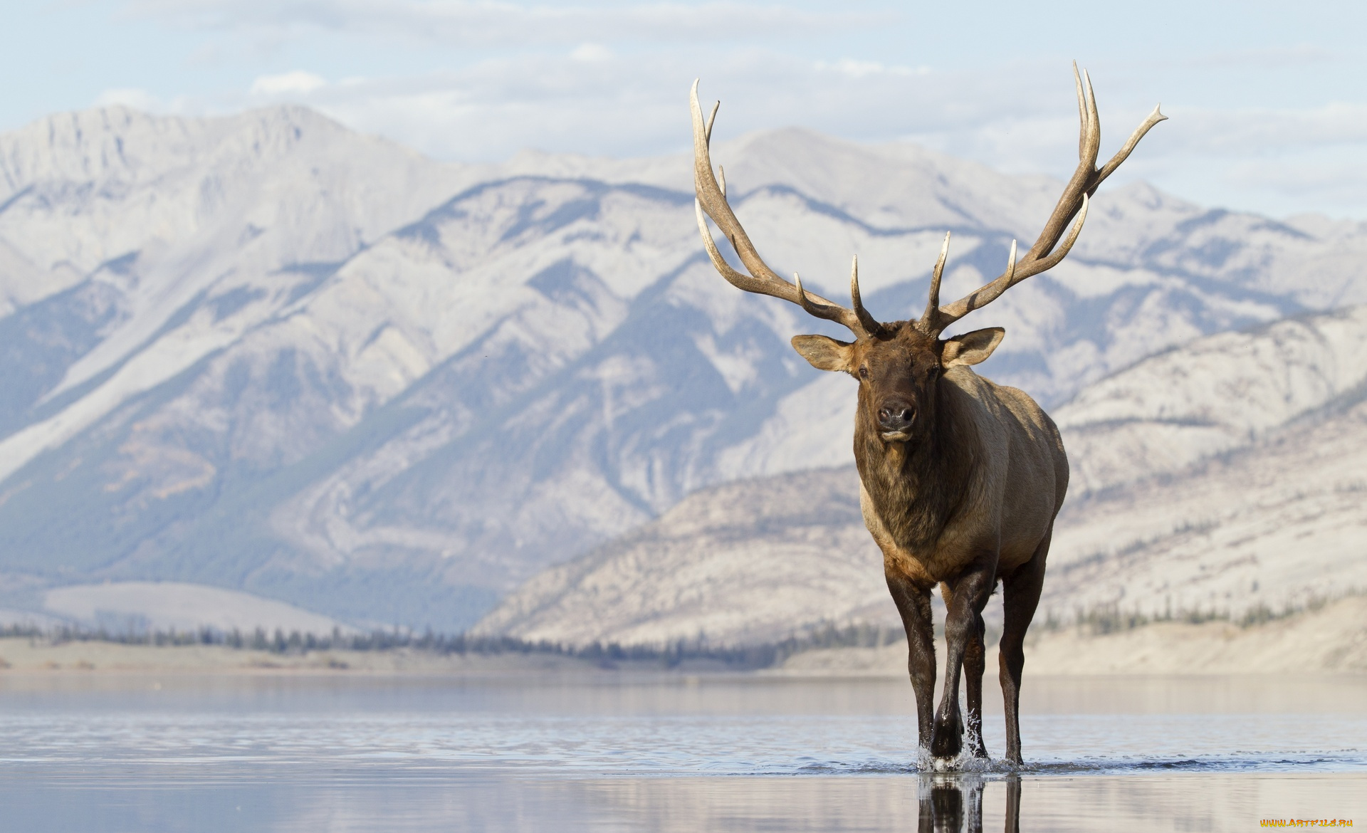 животные, олени, озеро, снег, горы, вапити, олень
