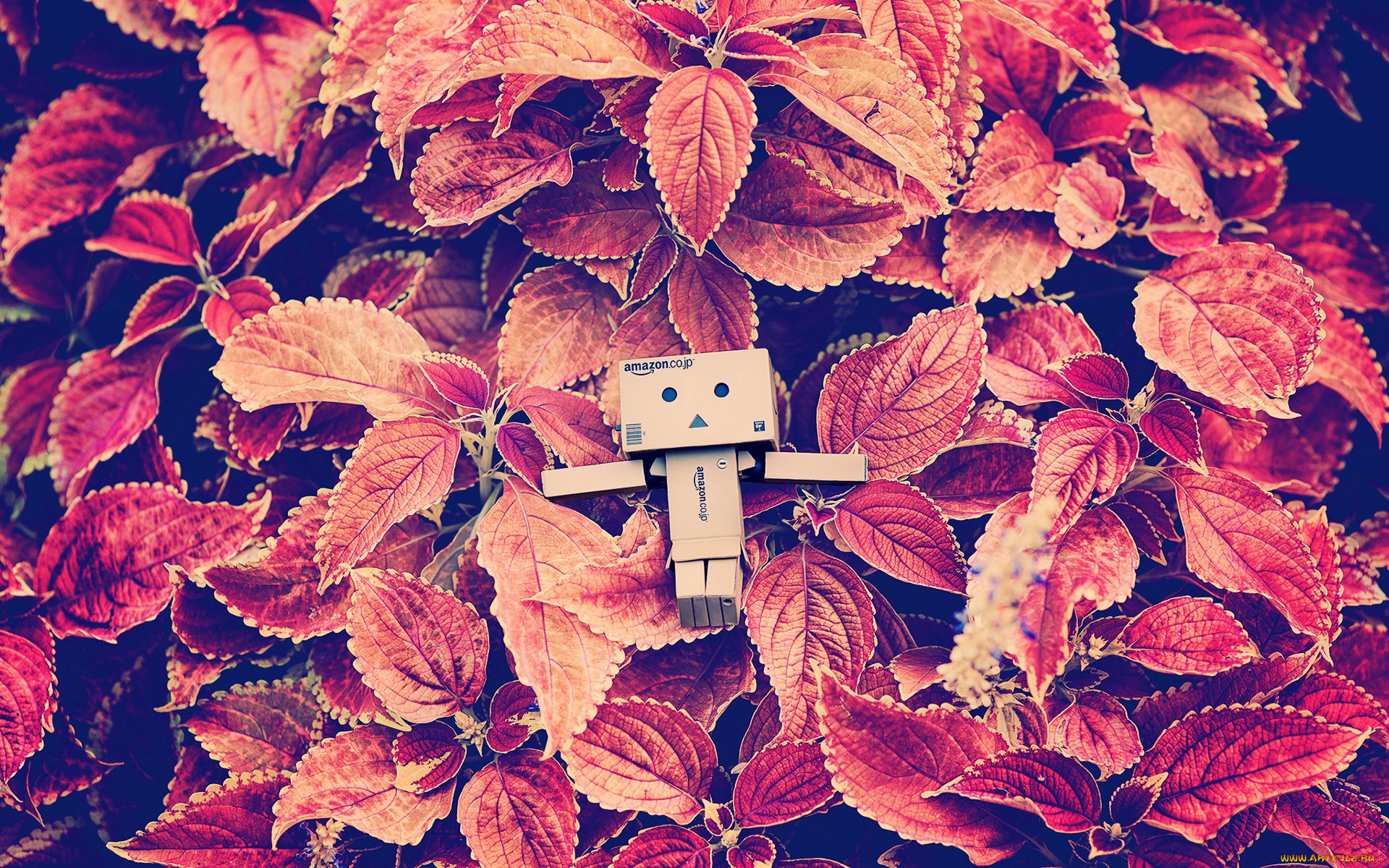 разное, данбо, , danboard, коробочка