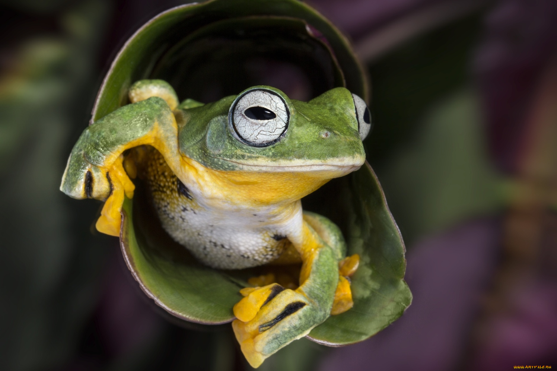 животные, лягушки, желоб, зеленая, лягушка