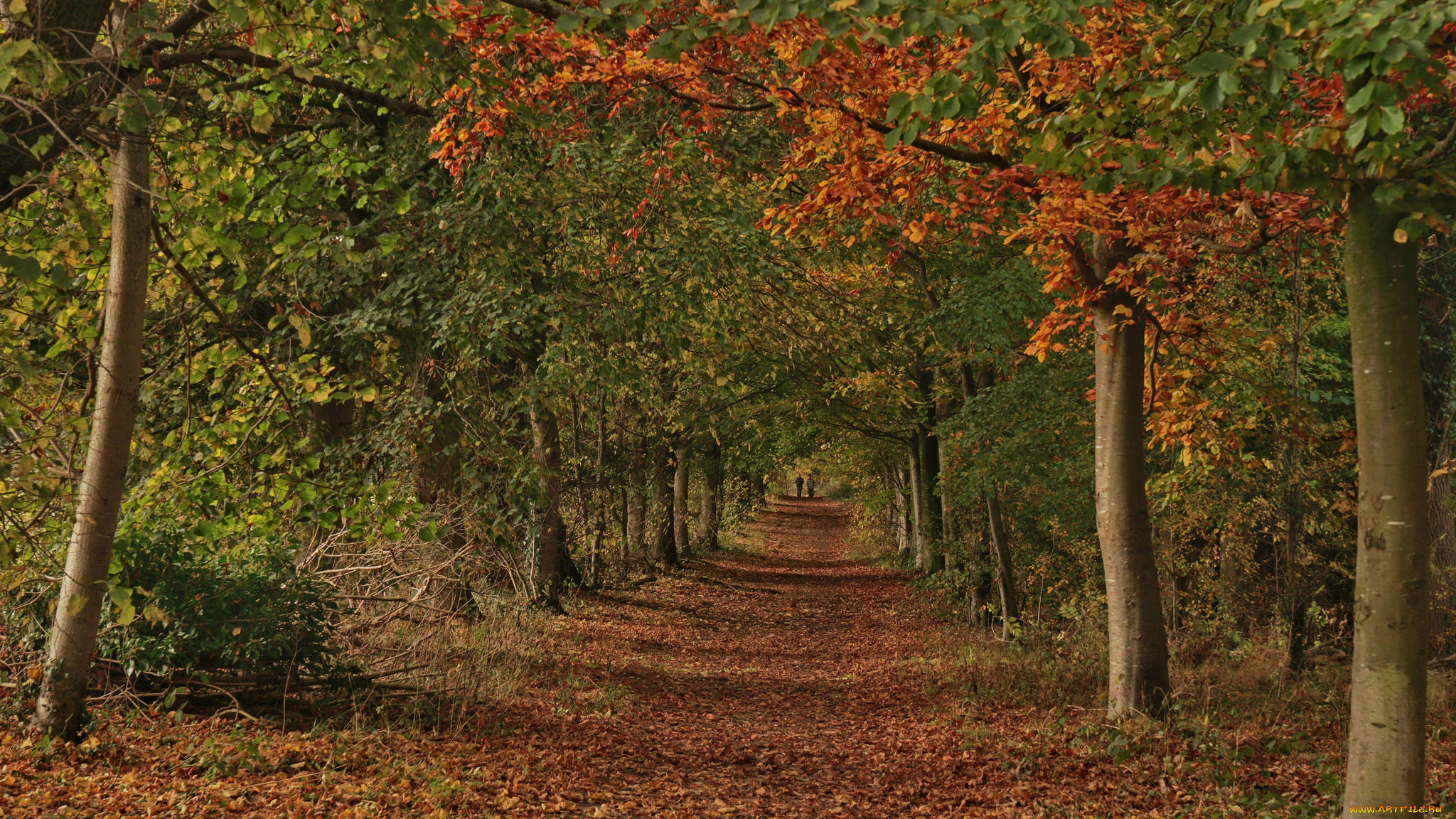 природа, дороги, тракт