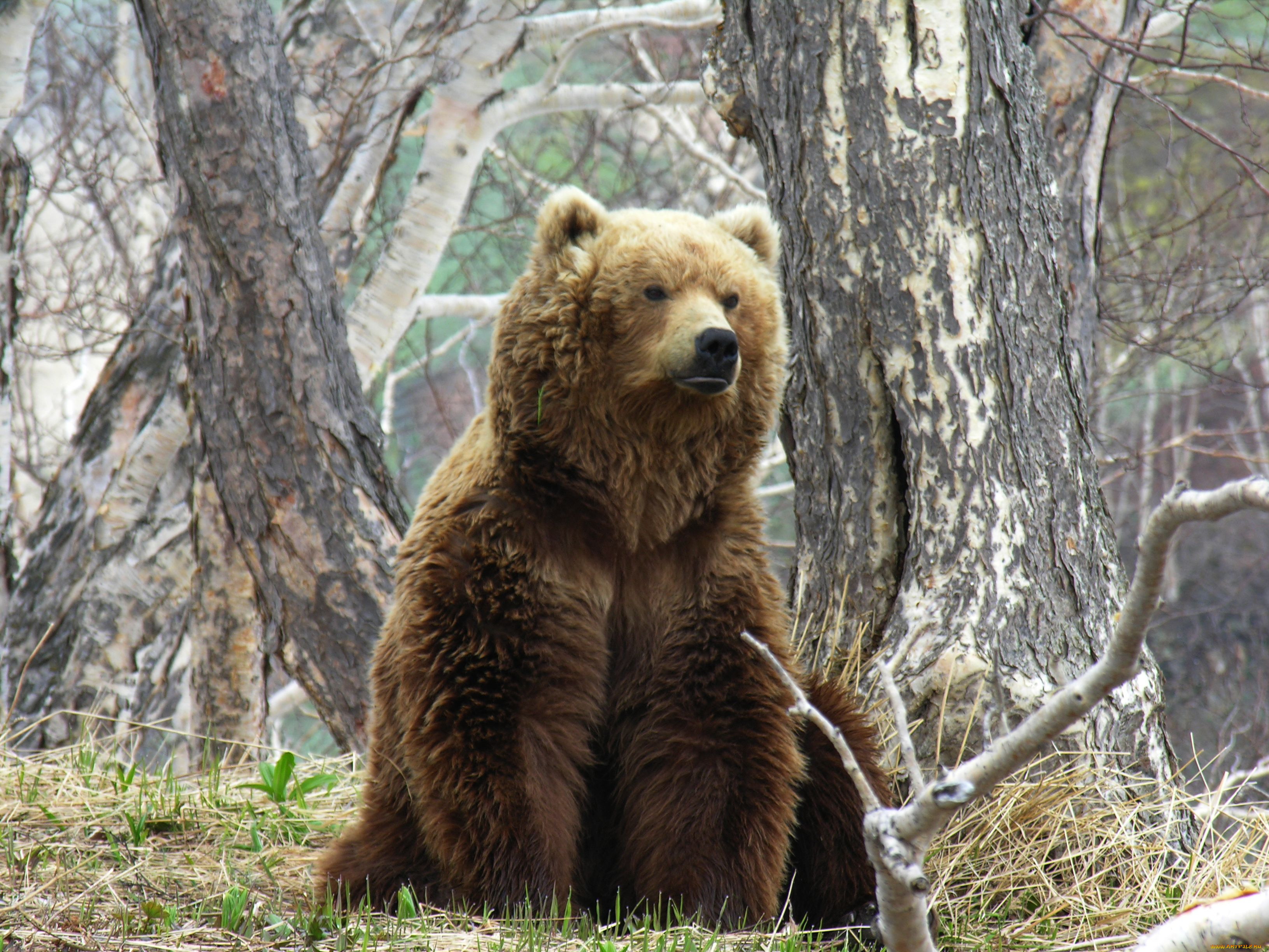 бурый, медведь, животные, медведи, медведь, камчатка, бурый