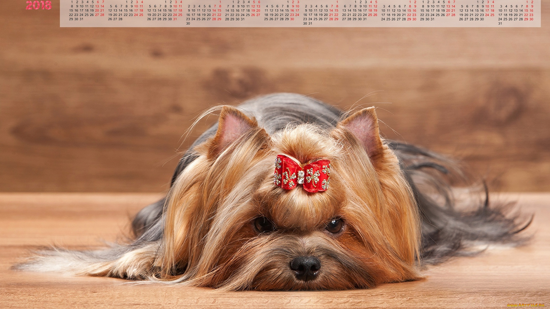 календари, животные, собака, взгляд, бант