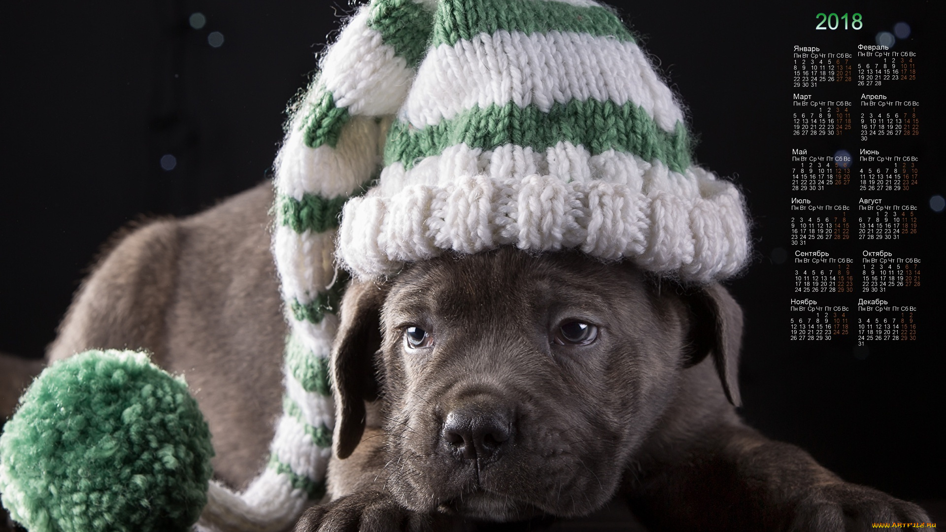 календари, животные, собака, взгляд, шапка
