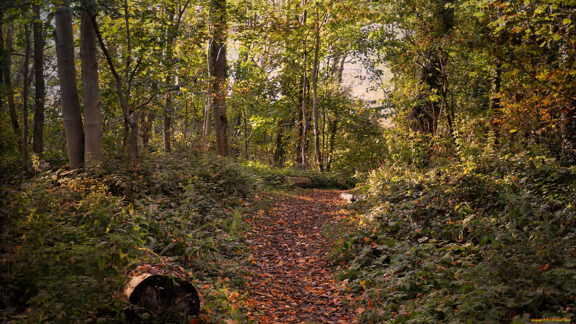 природа, лес, простор