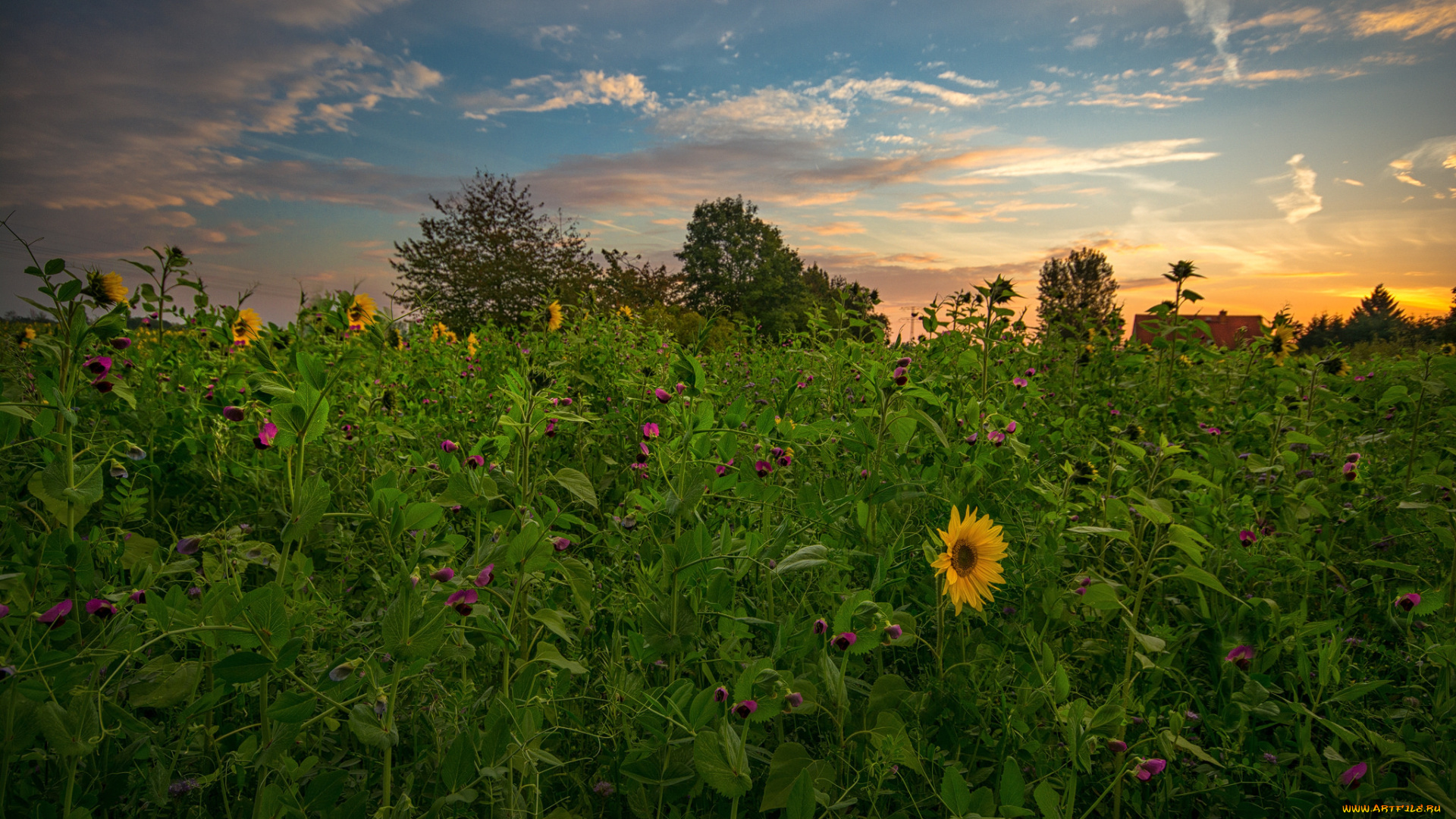 природа, поля, простор