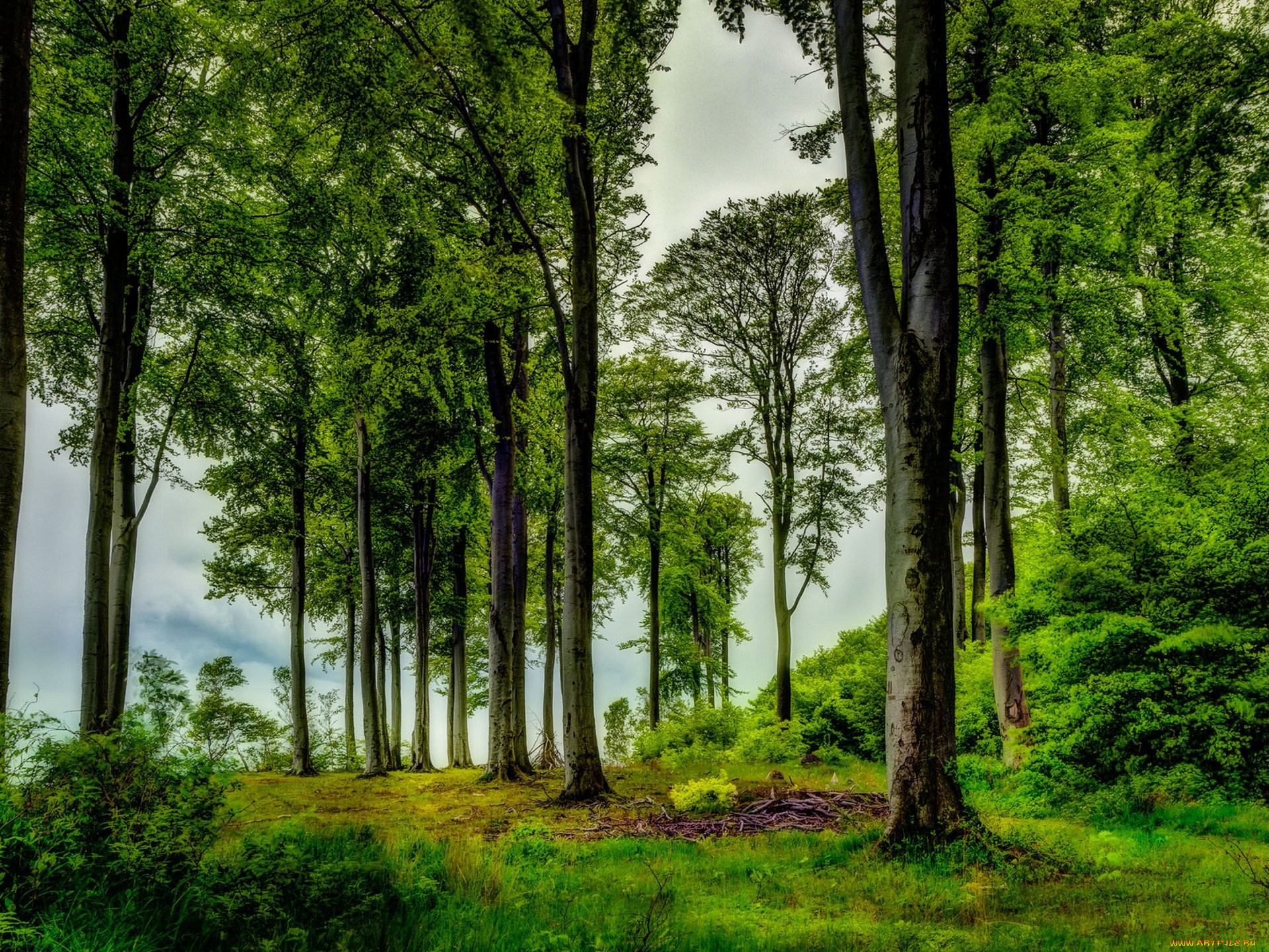 природа, деревья, простор