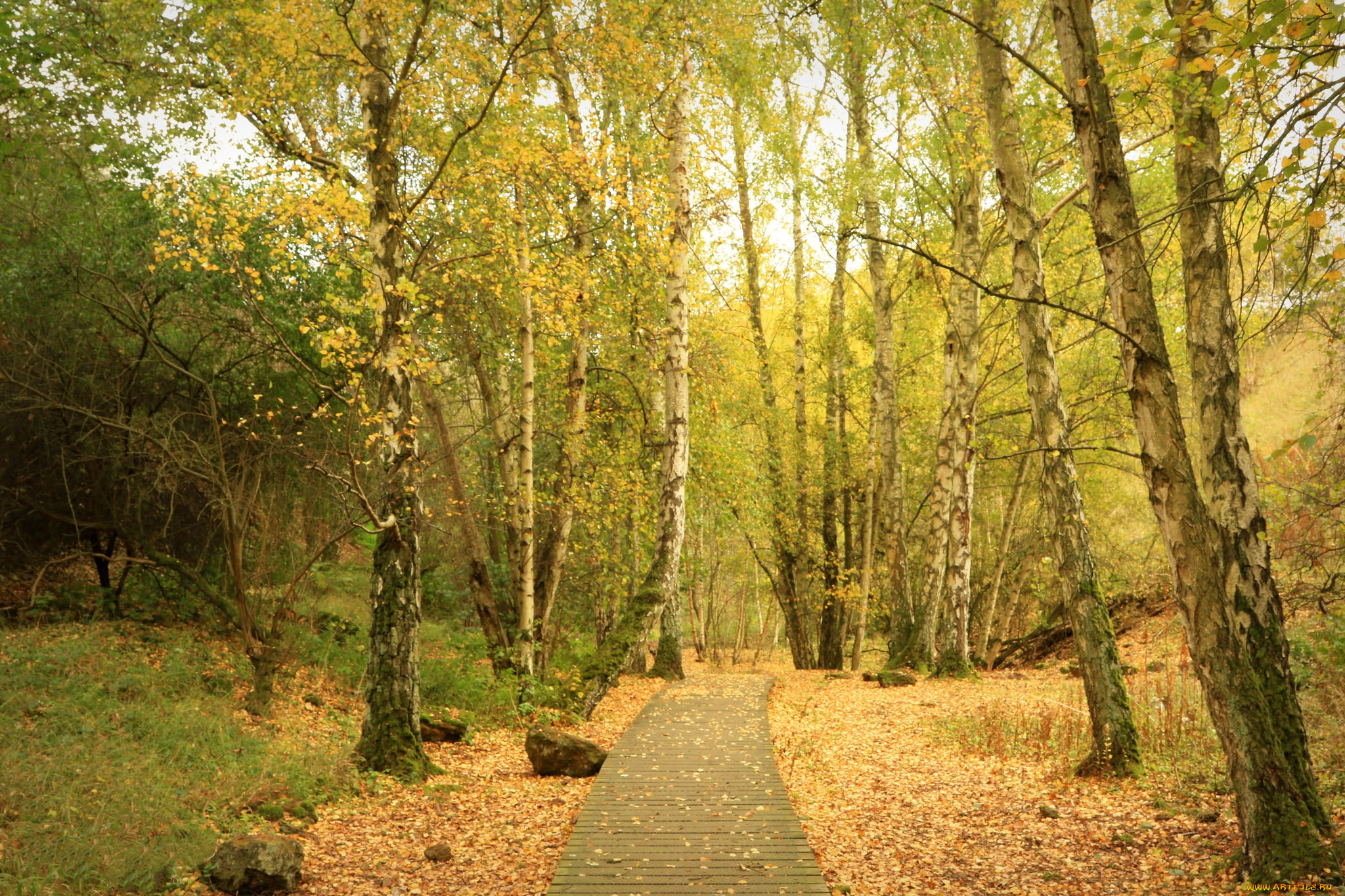 природа, дороги, простор