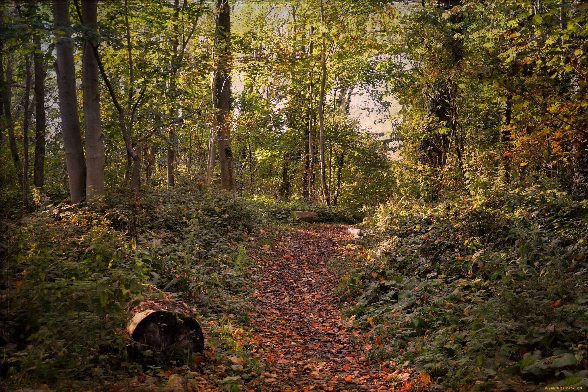 природа, лес, простор