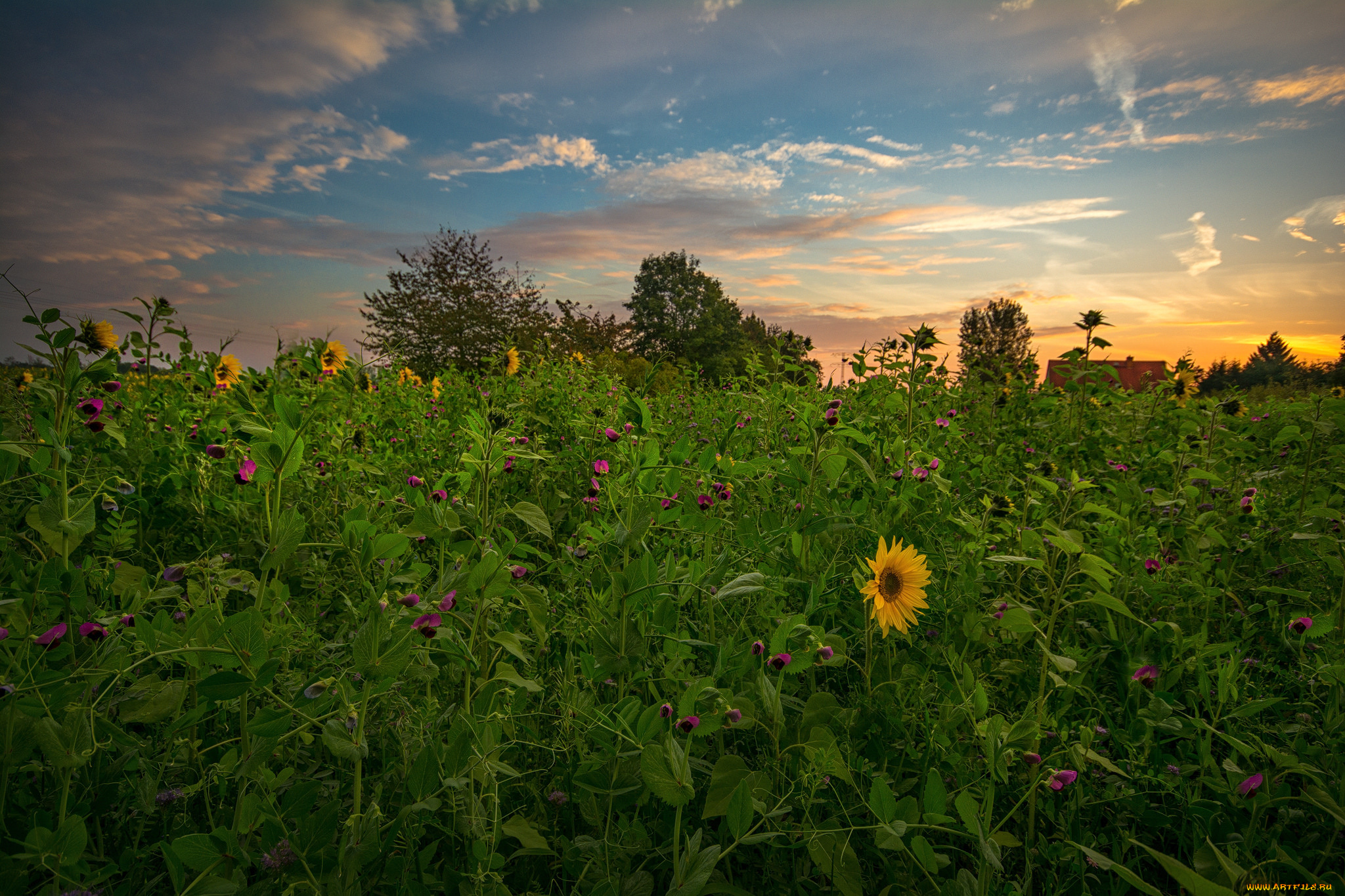 природа, поля, простор
