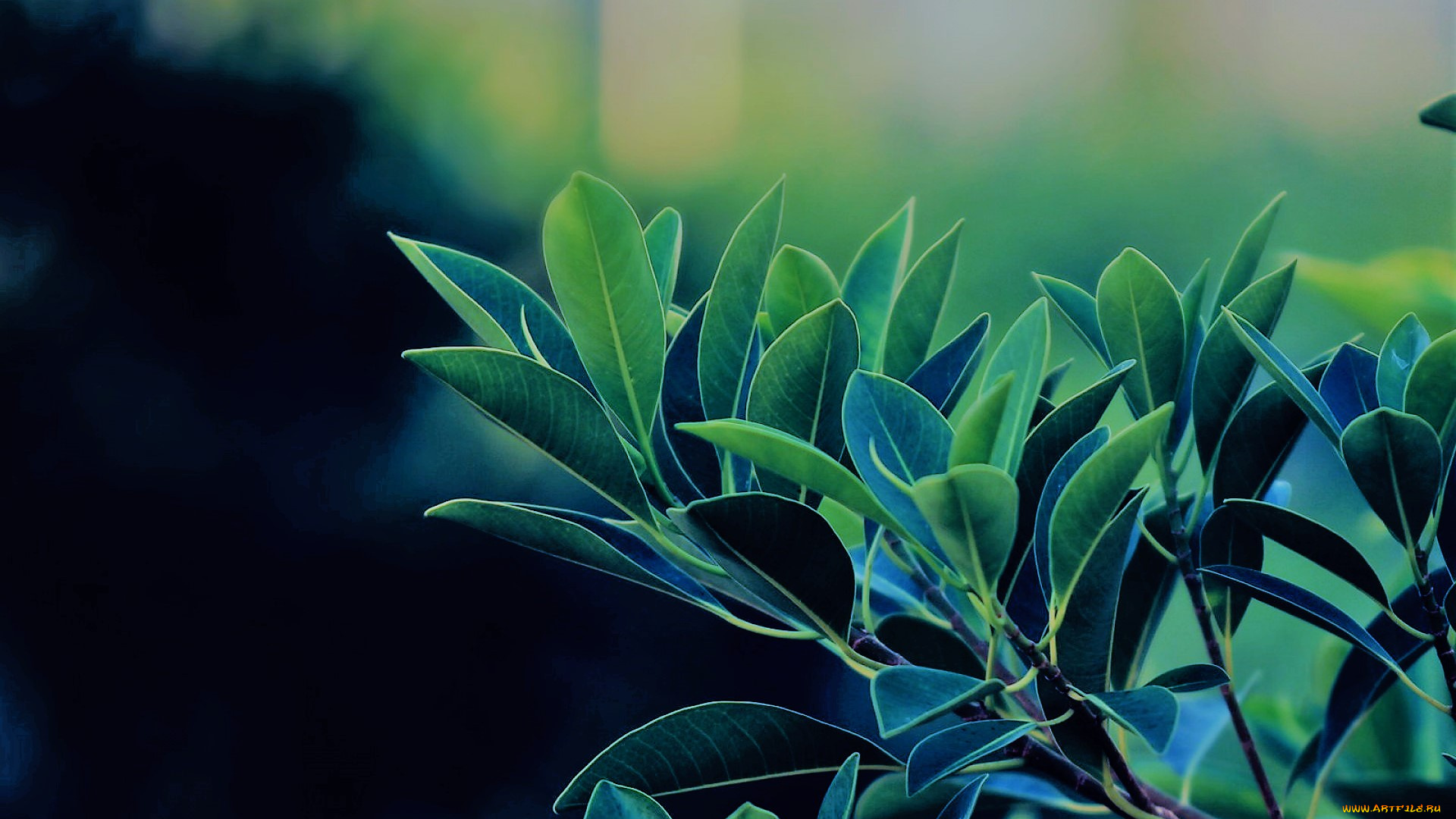 природа, листья, ветка