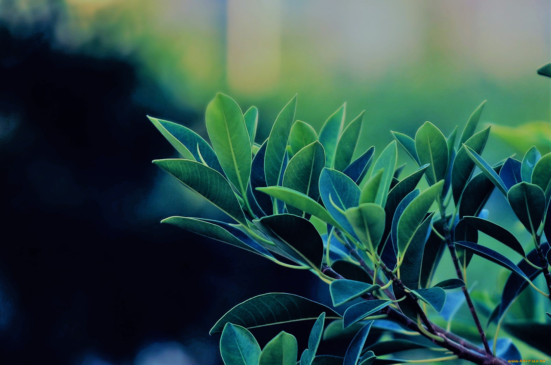 природа, листья, ветка