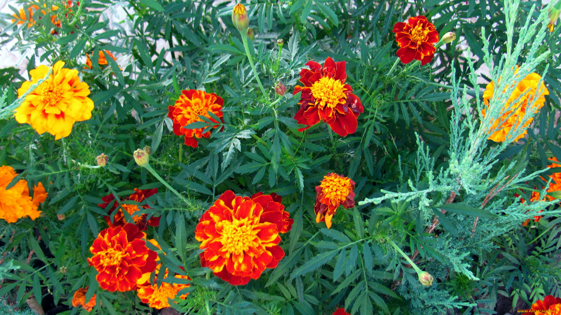цветы, бархатцы, тагетес