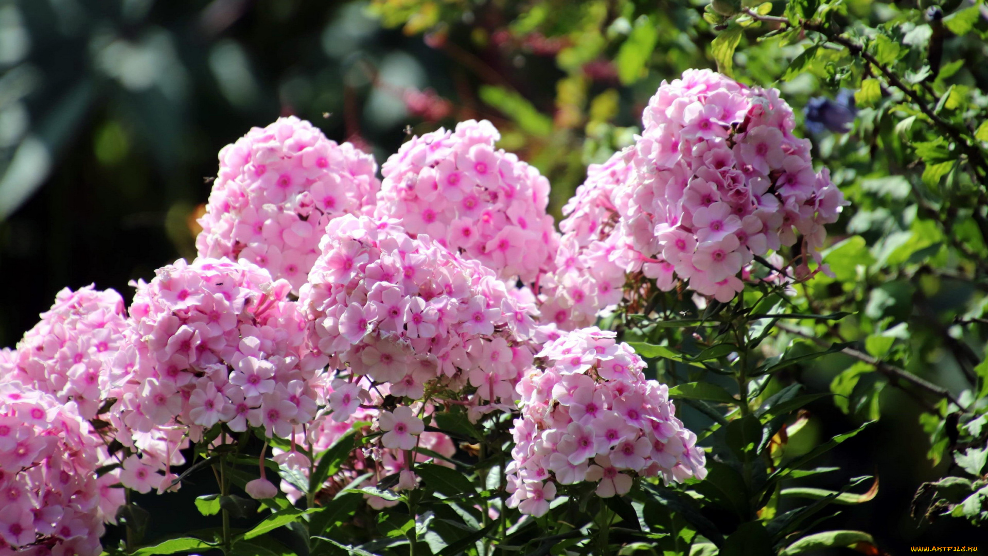 цветы, флоксы, розовый