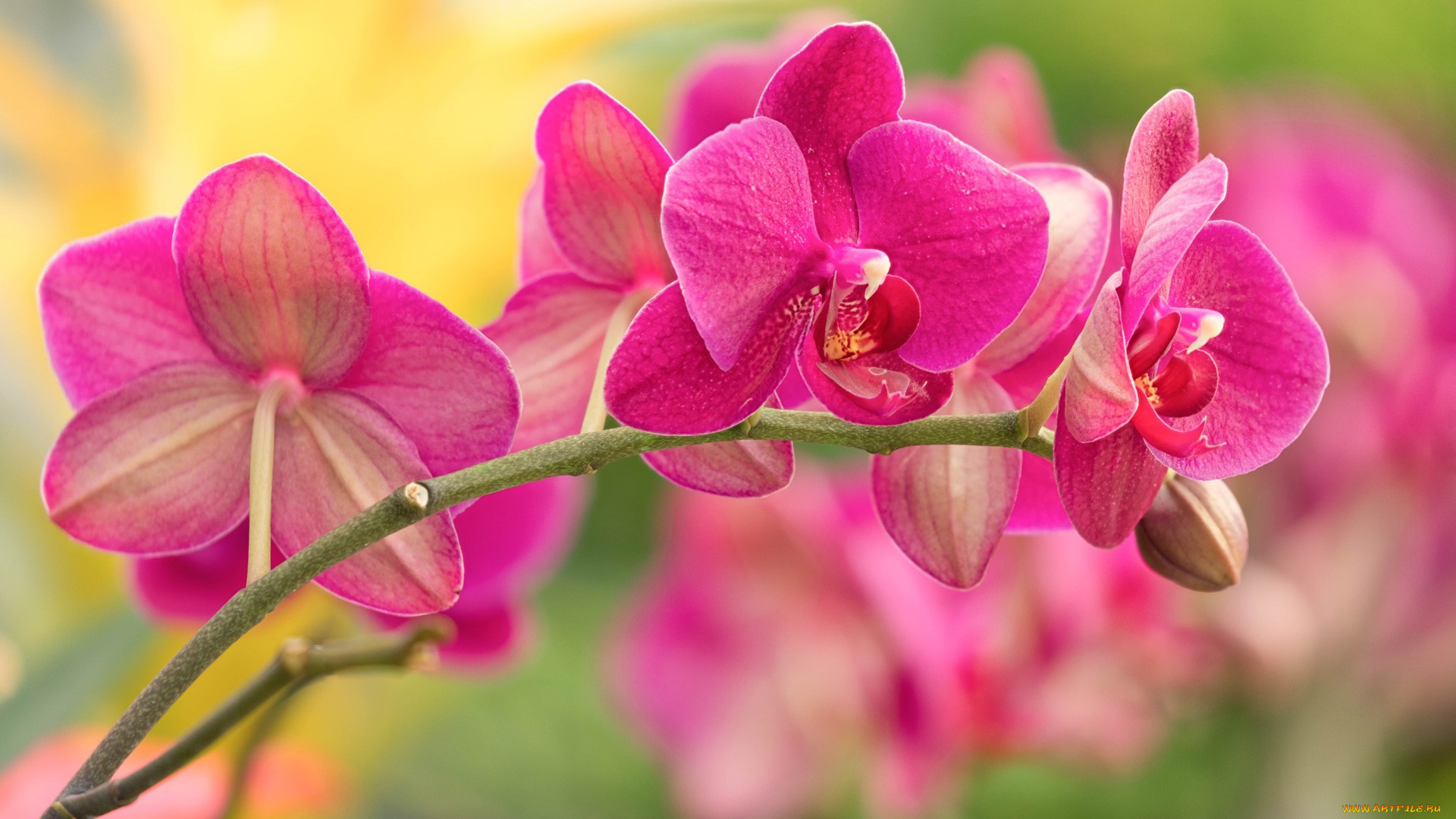 цветы, орхидеи, экзотика