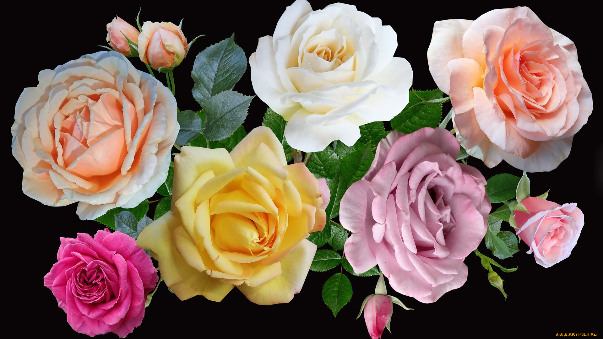 цветы, розы, разноцветные, бутоны