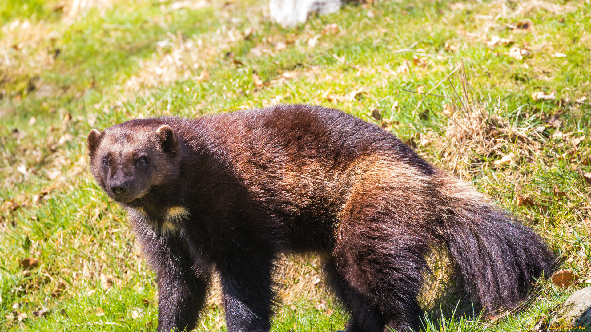 росомаха, животные, росомахи, животное, хищник, млекопитающее, куньи, опасное, мех, когти