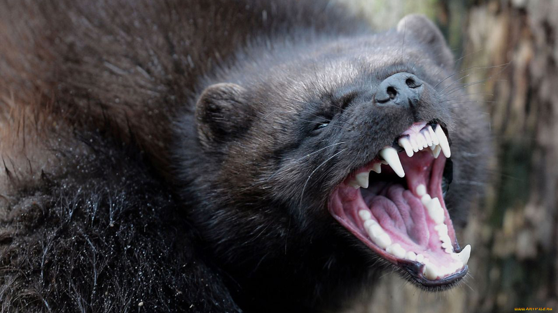 росомаха, животные, росомахи, животное, хищник, млекопитающее, куньи, опасное, мех, когти