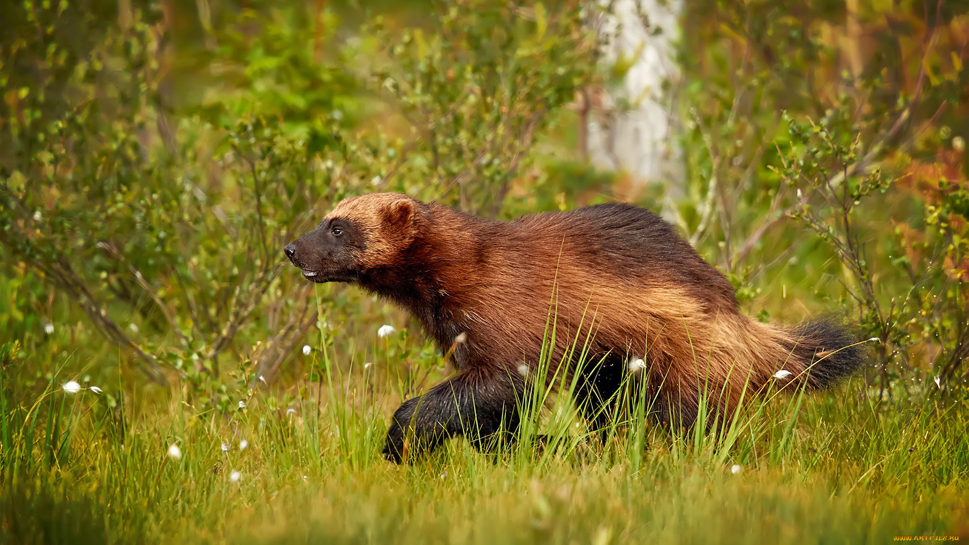 росомаха, животные, росомахи, животное, хищник, млекопитающее, куньи, опасное, мех, когти