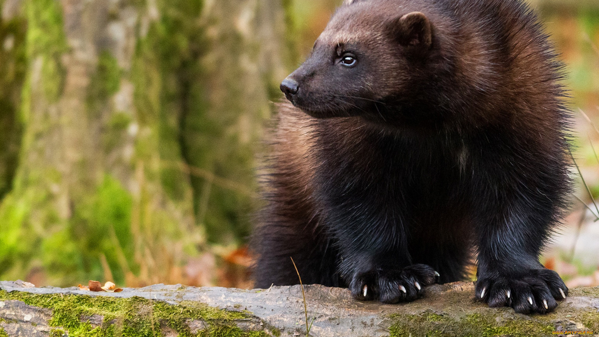 росомаха, животные, росомахи, животное, хищник, млекопитающее, куньи, опасное, мех, когти