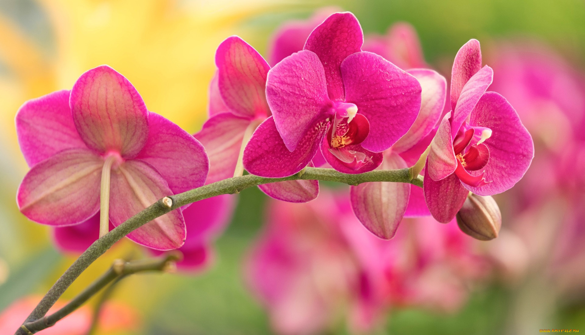 цветы, орхидеи, экзотика