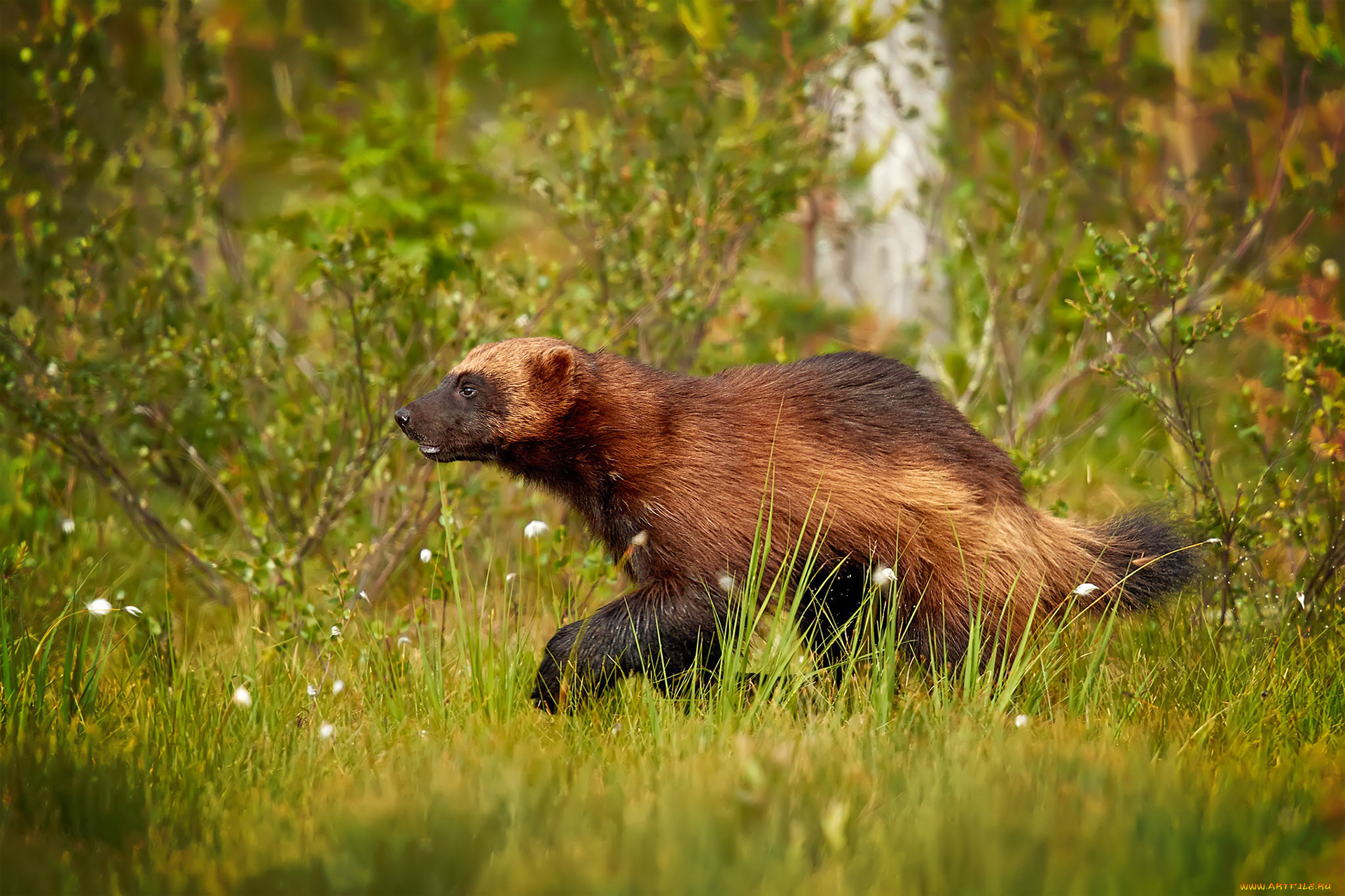 росомаха, животные, росомахи, животное, хищник, млекопитающее, куньи, опасное, мех, когти