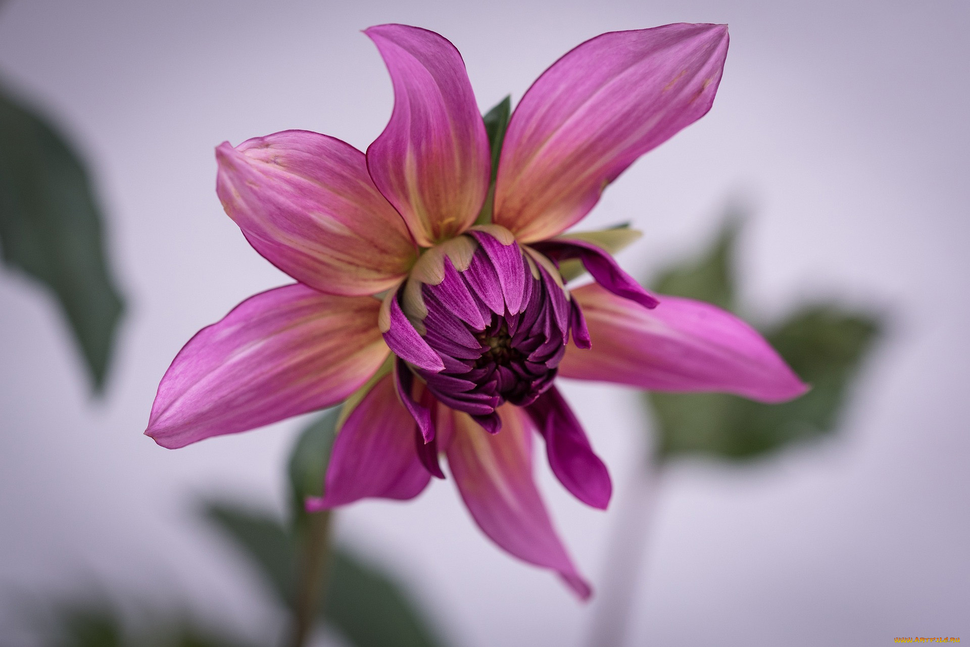 цветы, георгины, макро