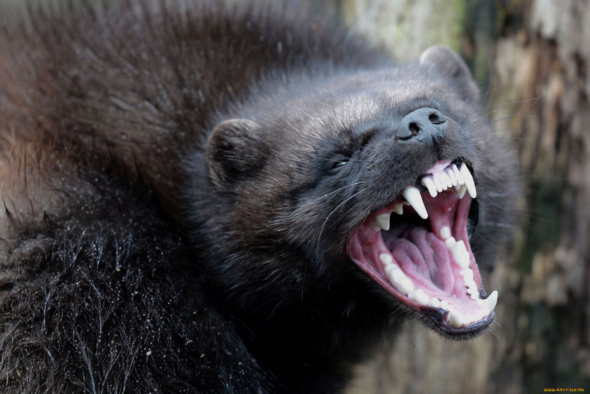 росомаха, животные, росомахи, животное, хищник, млекопитающее, куньи, опасное, мех, когти