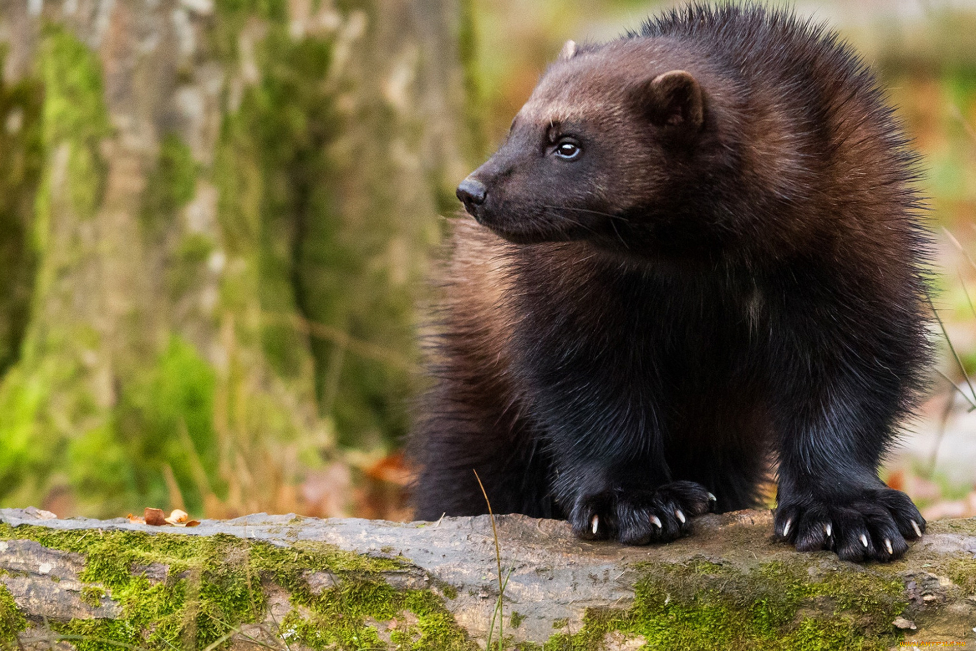 росомаха, животные, росомахи, животное, хищник, млекопитающее, куньи, опасное, мех, когти