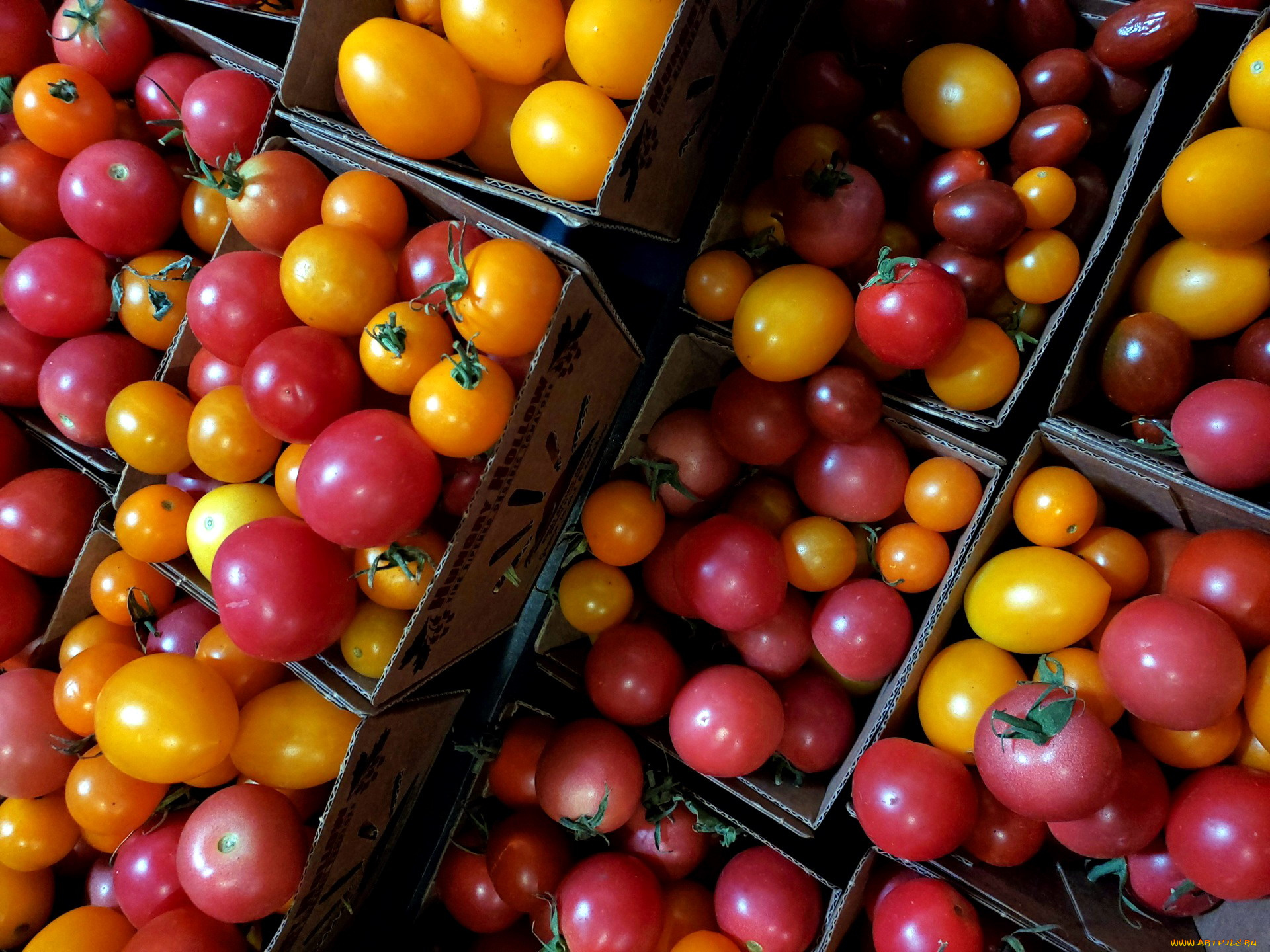 еда, помидоры, томаты