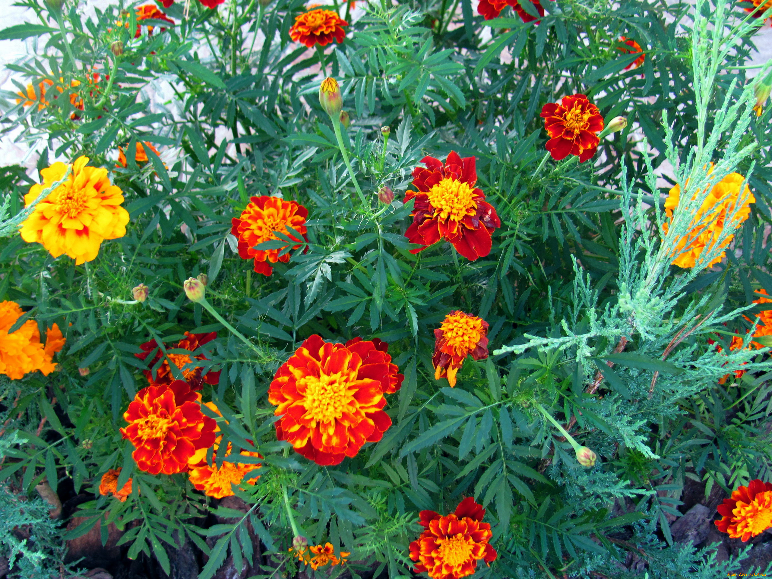 цветы, бархатцы, тагетес