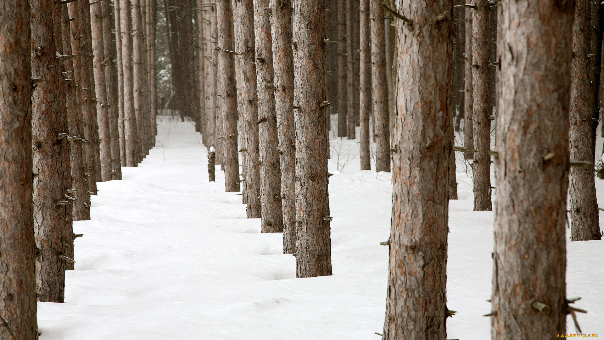 природа, лес, снег, зима