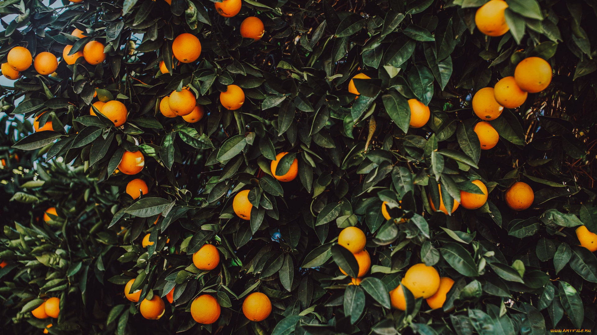 природа, плоды, апельсины