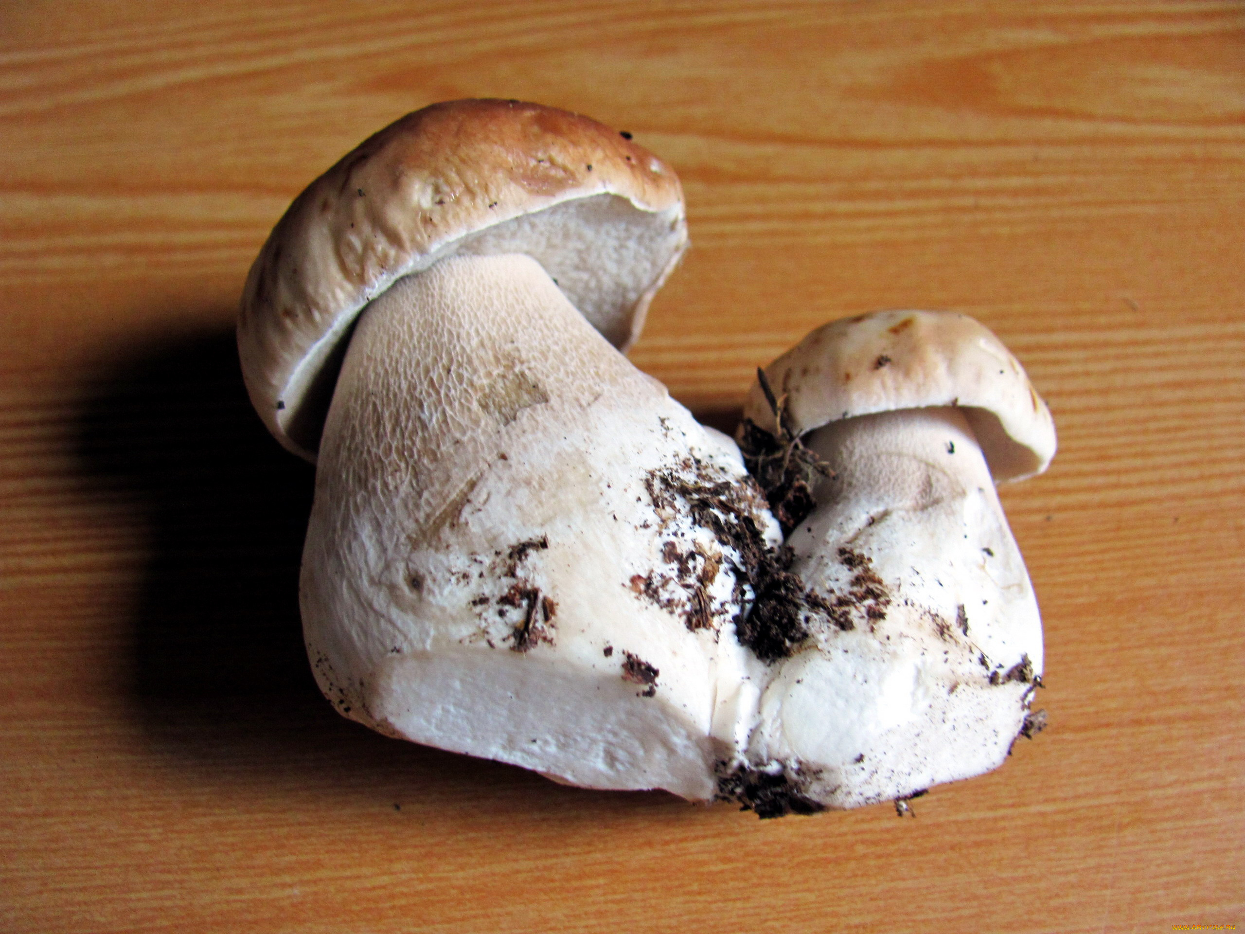 еда, грибы, , грибные, блюда, боровики