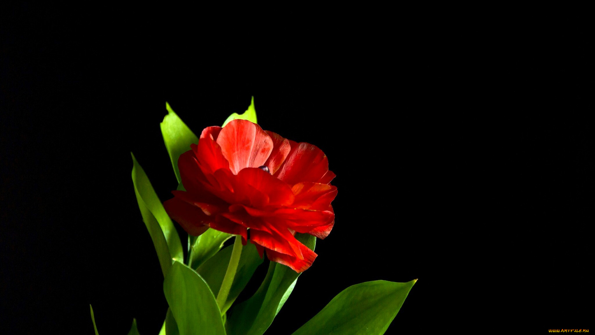 цветы, тюльпаны, тюльпан, красный