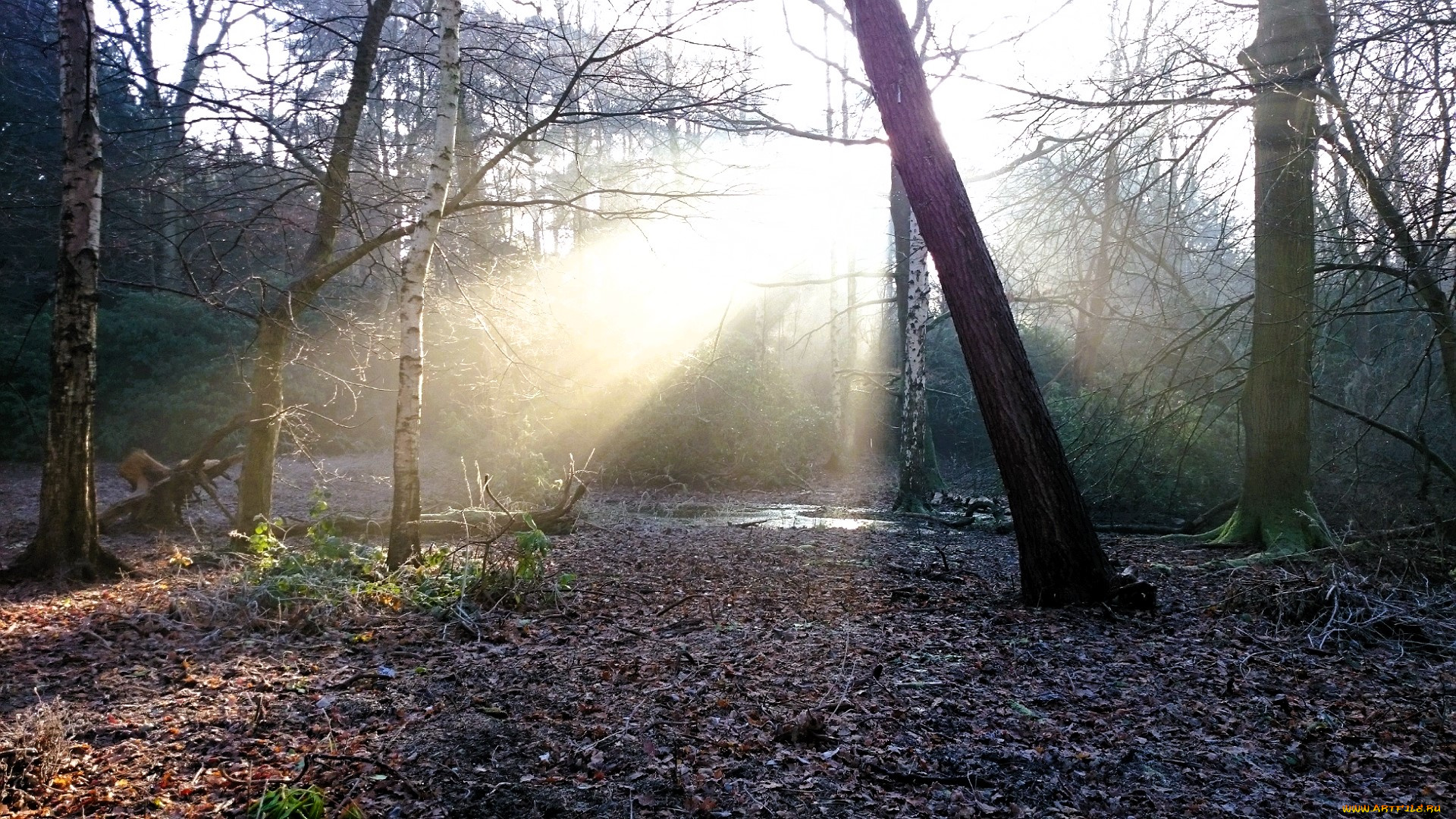 природа, лес, деревья, осень, листья, ручей