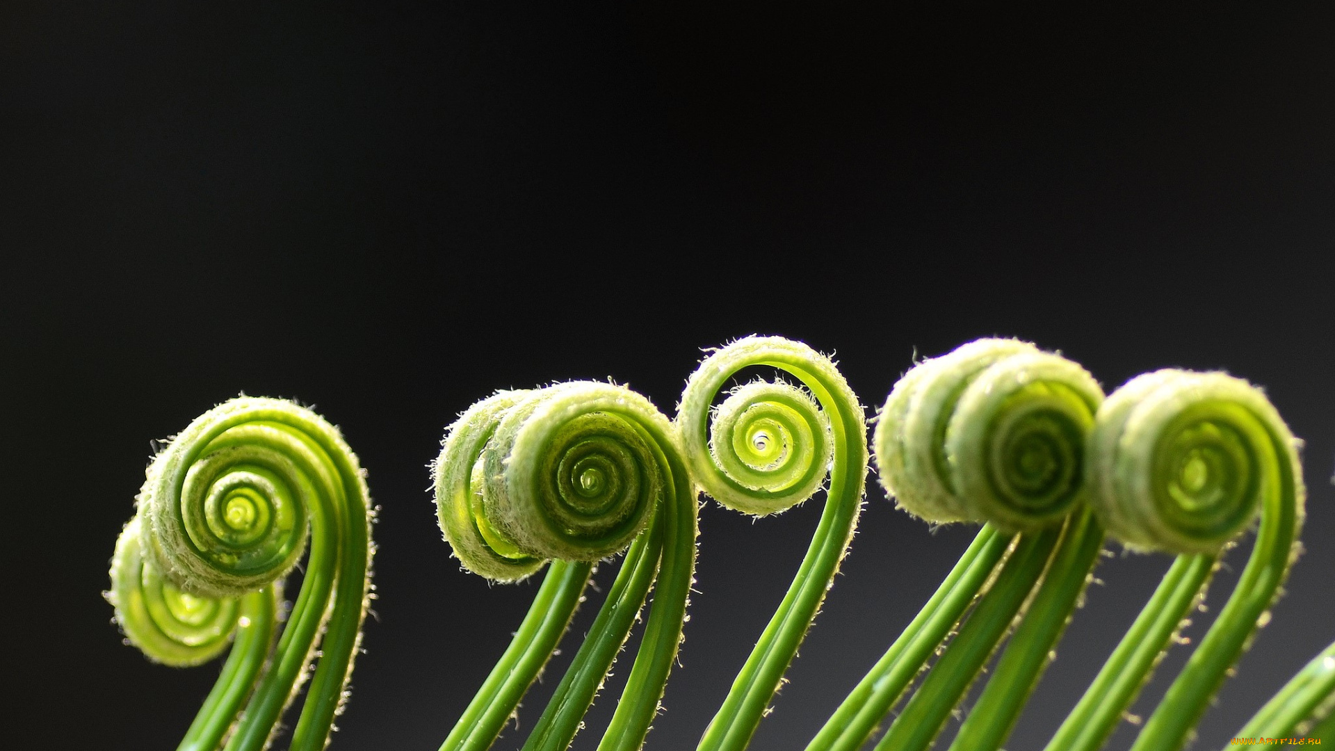 природа, макро, ростки, поросль, папоротник