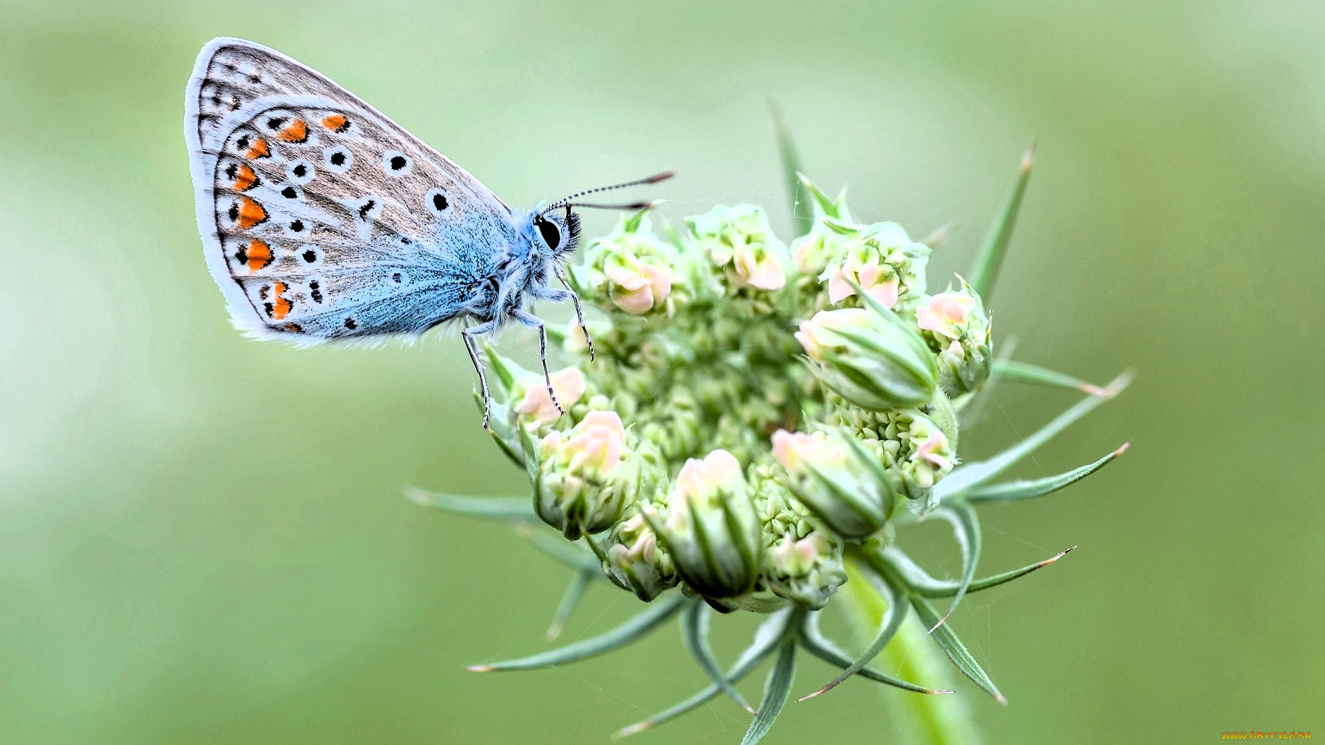 животные, бабочки, , мотыльки, , моли, бабочка, цветок