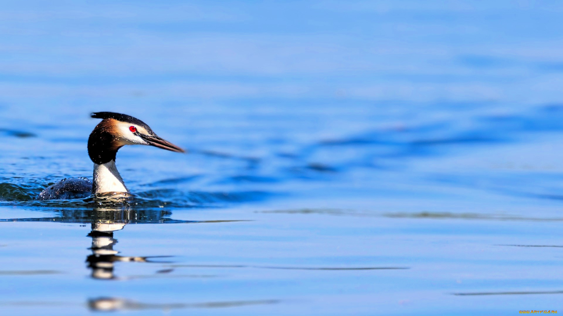 животные, чомги, , поганки, чомга, птица, озеро
