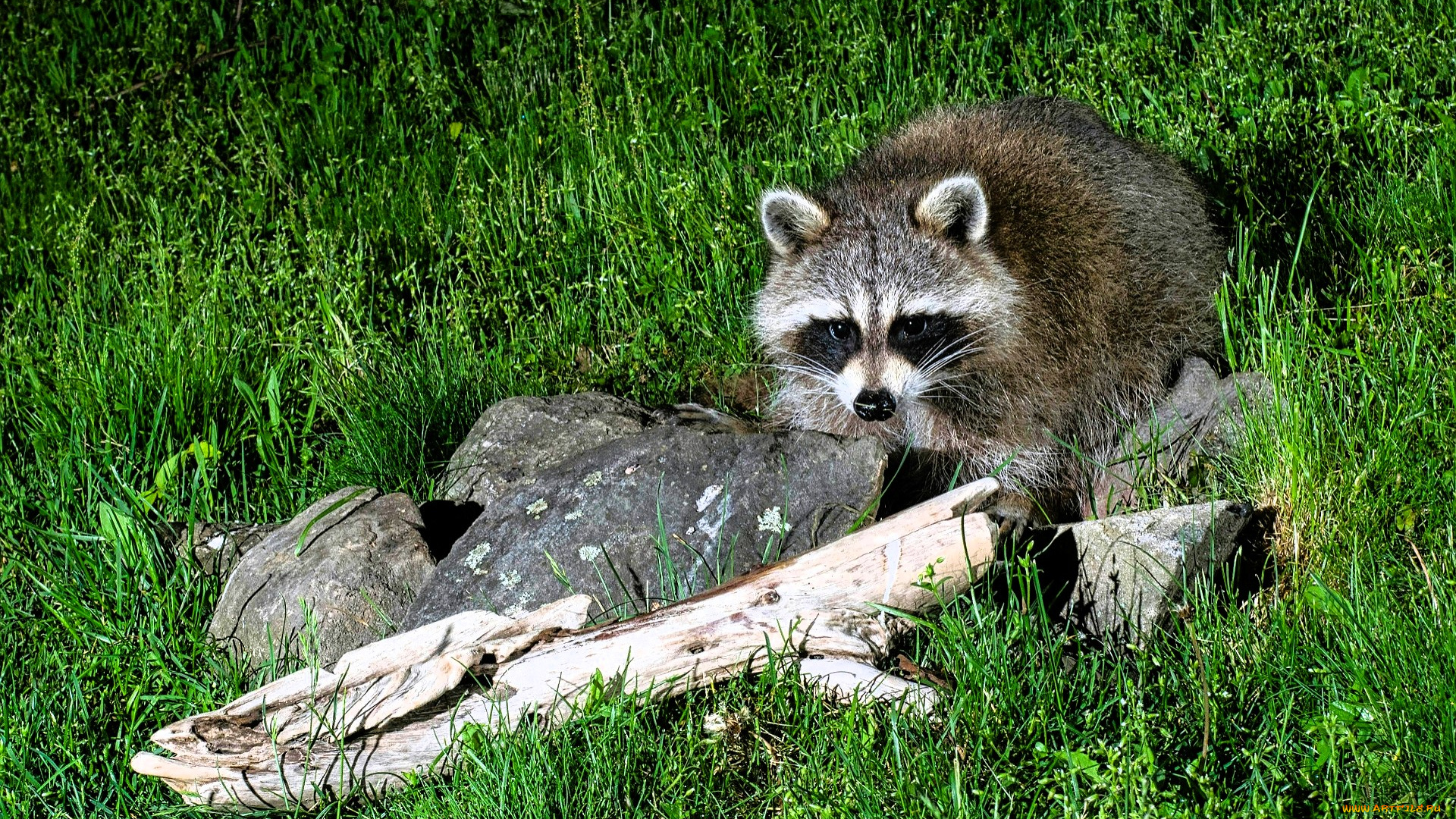 животные, еноты, енот, трава, лужайка, камни, сук