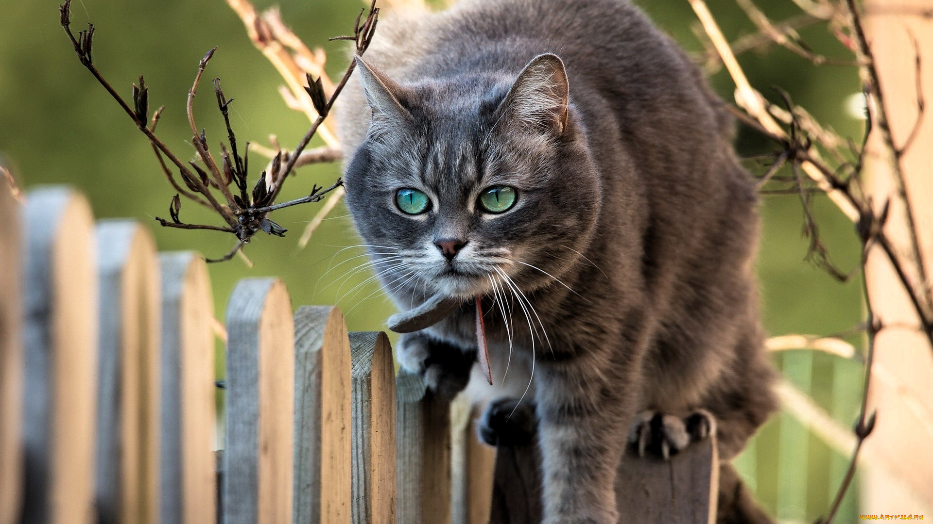 животные, коты, кот, забор, ветки