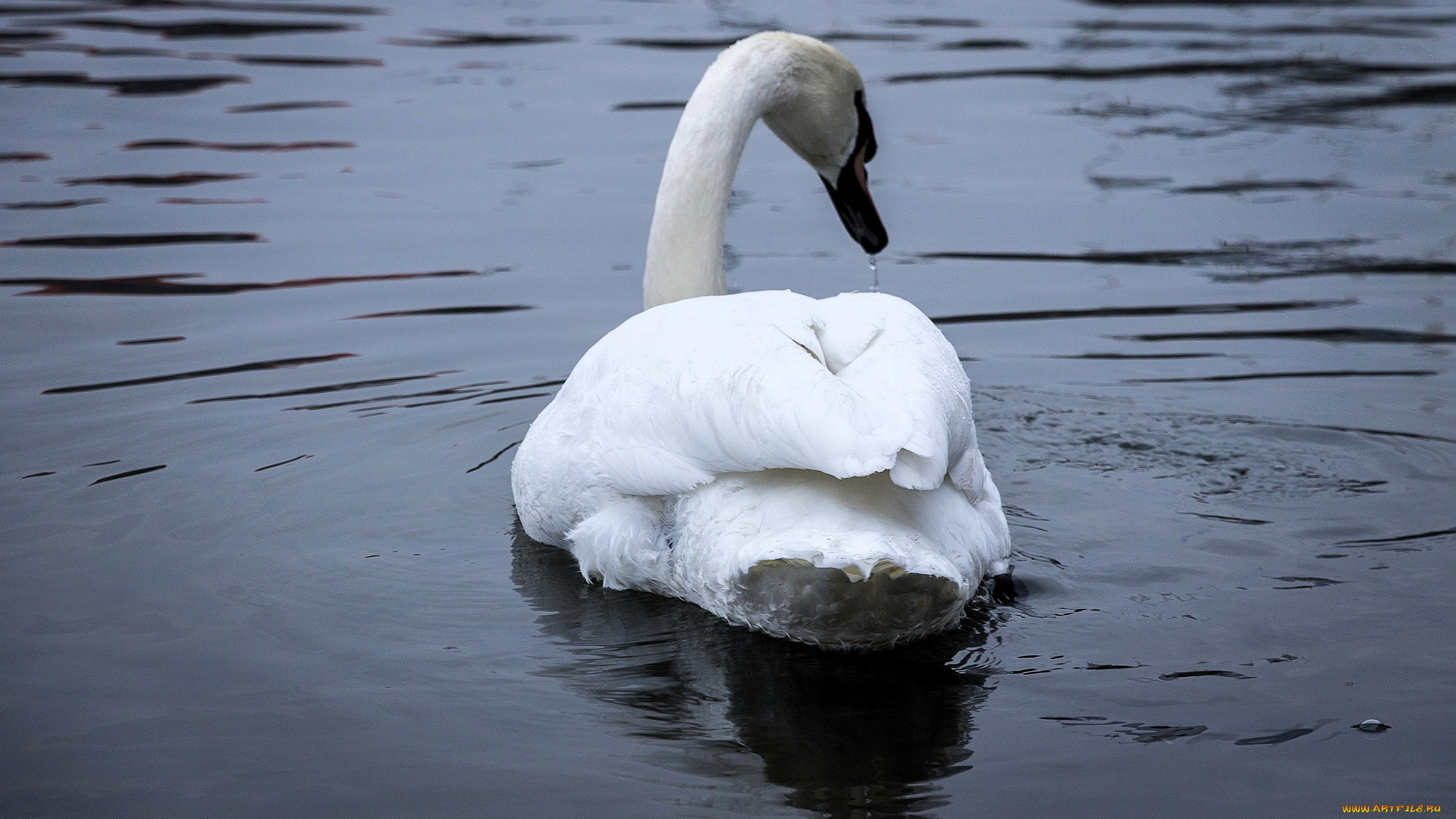 животные, лебеди, лебедь, вода