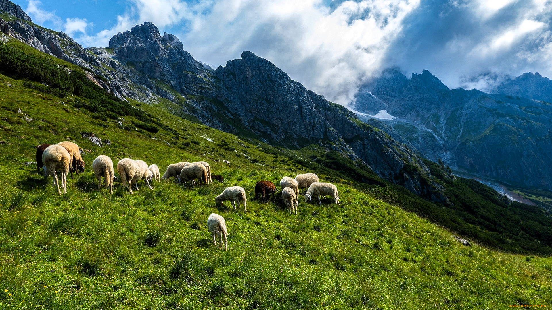 животные, овцы, , бараны, горы, луг