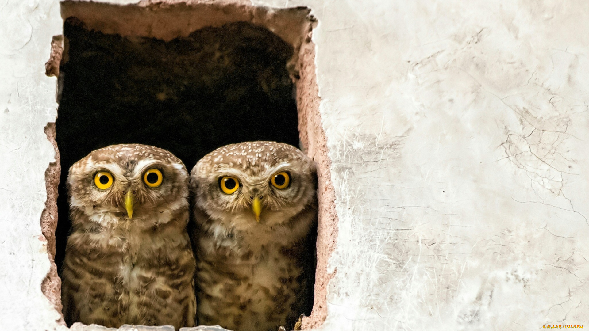 животные, совы, пара, окно