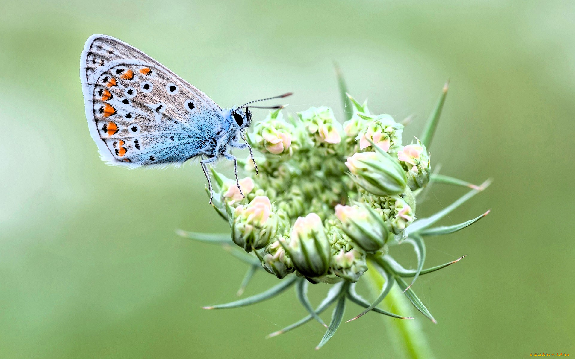 животные, бабочки, , мотыльки, , моли, бабочка, цветок