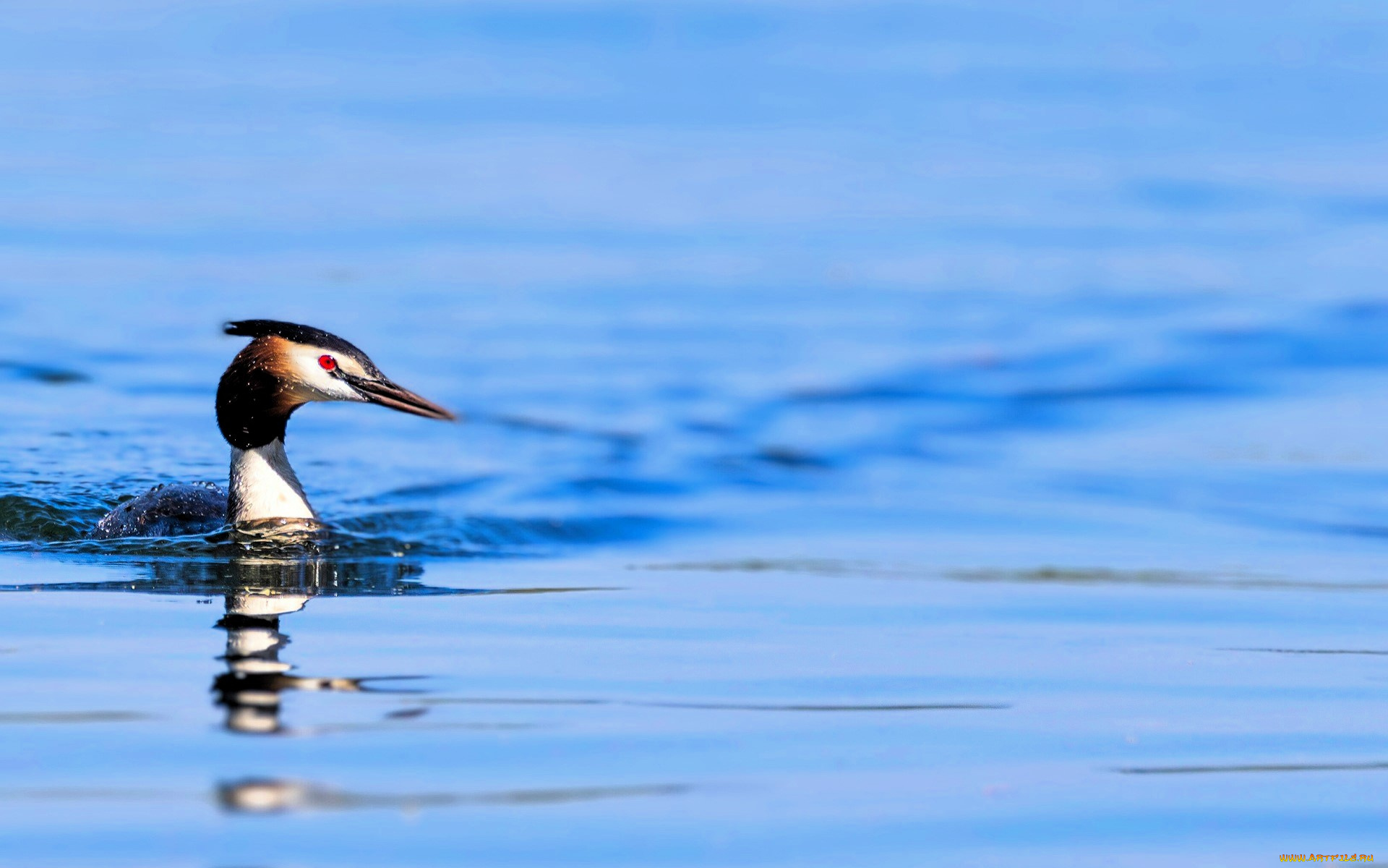 животные, чомги, , поганки, чомга, птица, озеро