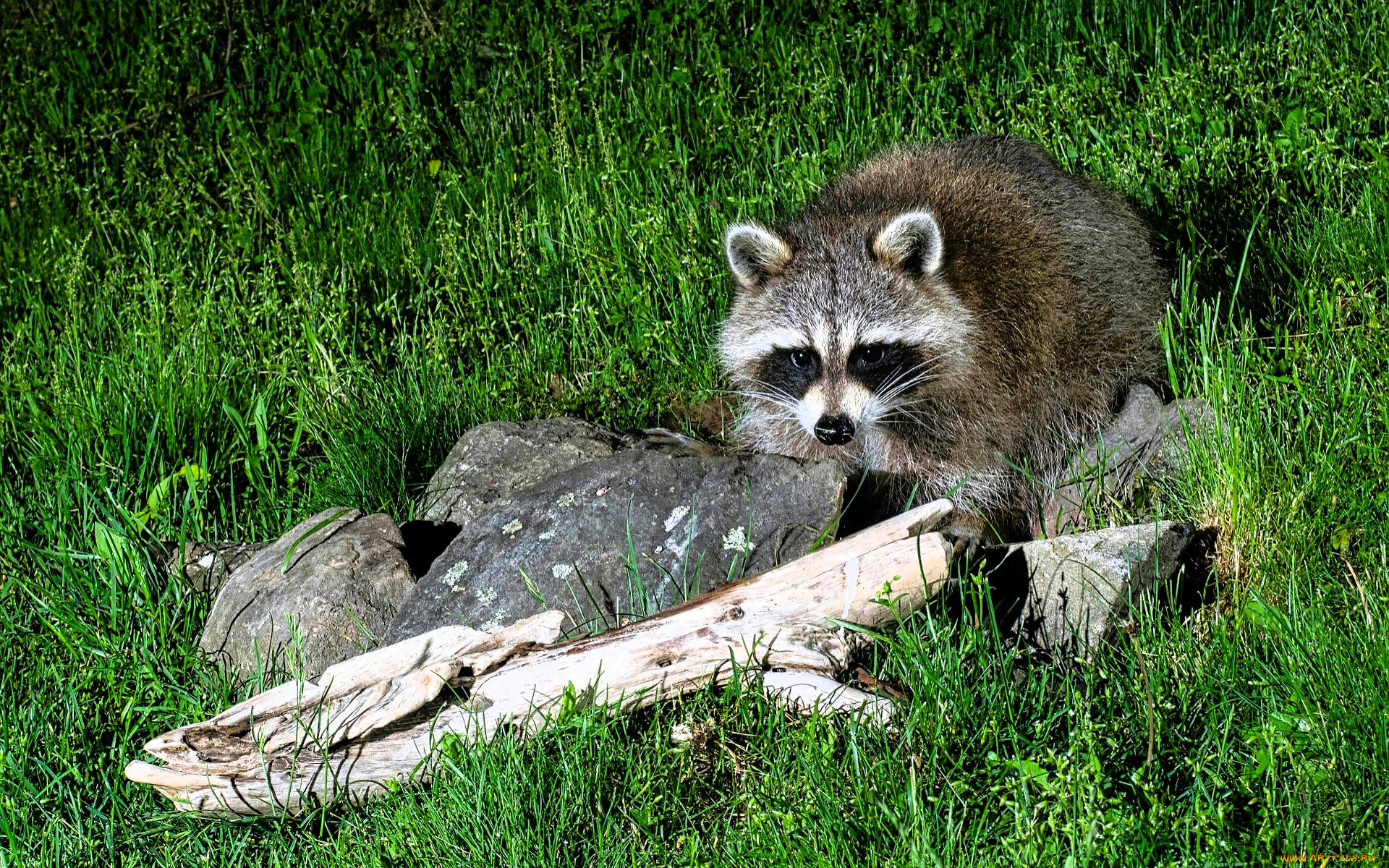 животные, еноты, енот, трава, лужайка, камни, сук