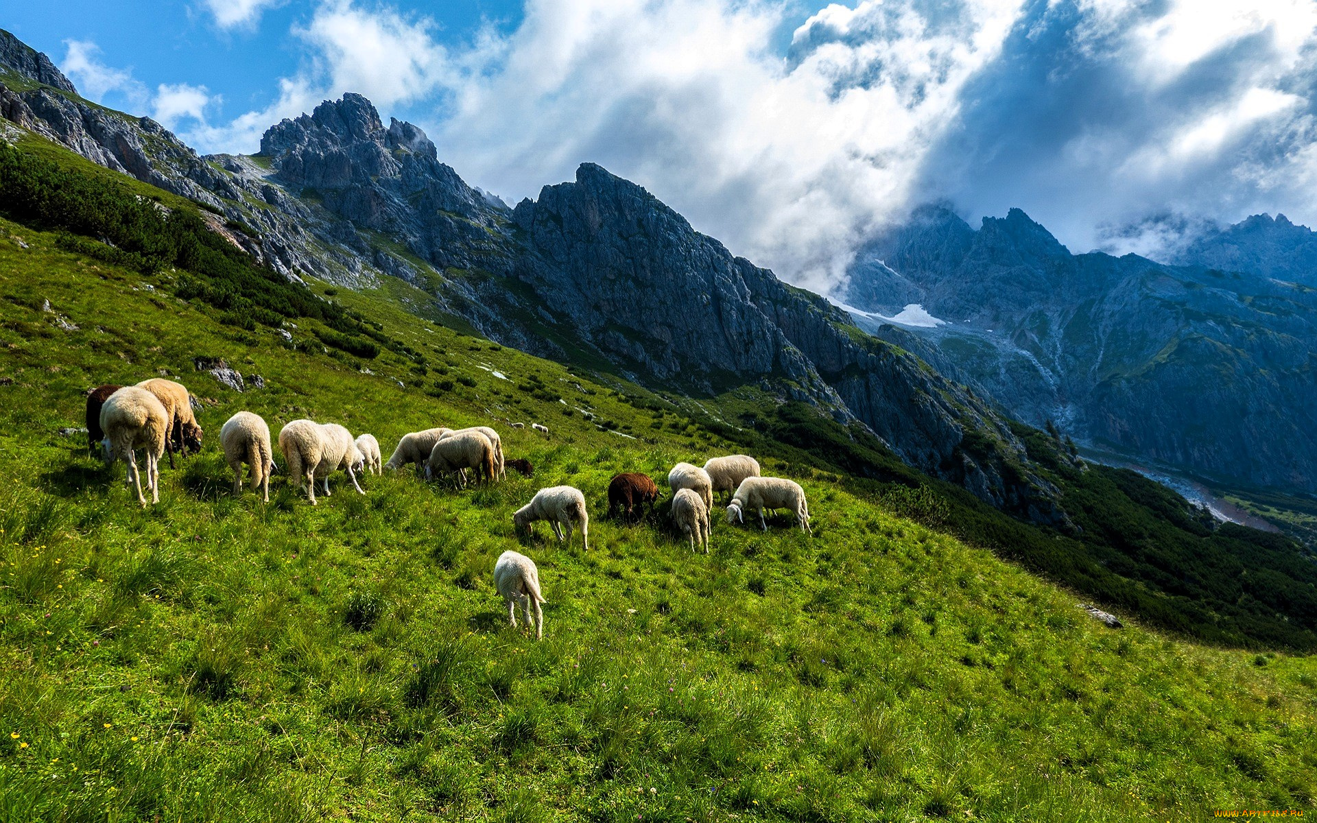 животные, овцы, , бараны, горы, луг