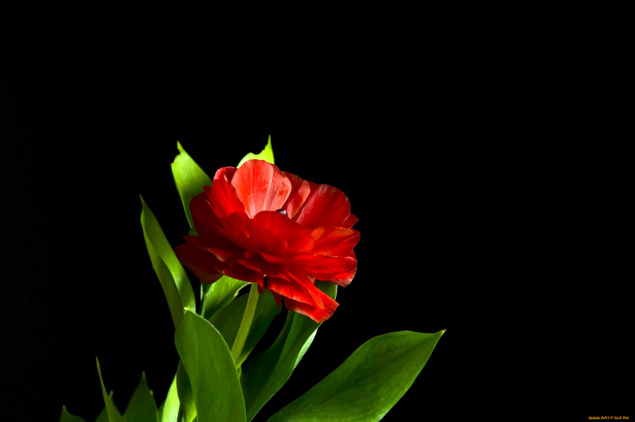 цветы, тюльпаны, тюльпан, красный